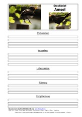 Steckbriefvorlage-Amsel-2.pdf